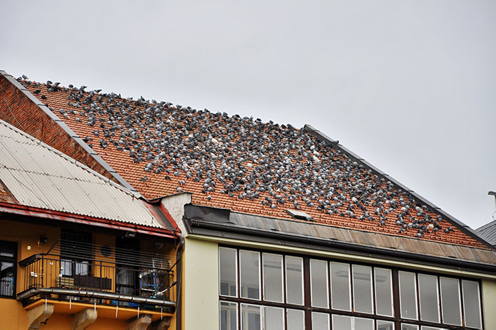 A2B Pest Control are able to install spikes to deter birds from roofs in Cheadle Hulme. 
