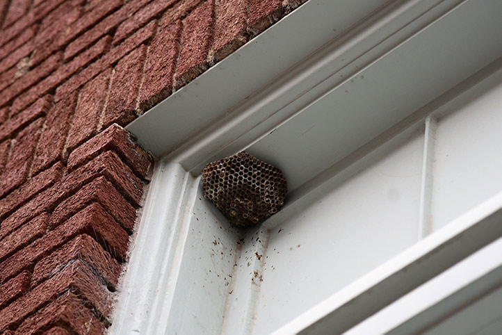 We provide a wasp nest removal service for domestic and commercial properties in Cheadle Hulme.